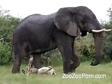 Stripping zoo